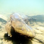 Hellbender in water