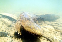 Hellbender in water