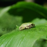 Baby Gray Tree Frog