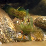 Greenfin Darter