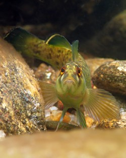 Greenfin Darter