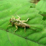 Molting Stonefly (Plecoptera)