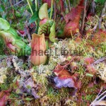 Purple Pitcher Plants