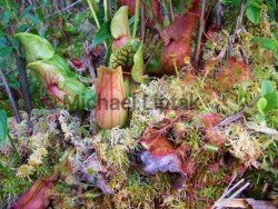 Purple Pitcher Plants