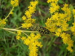 Striped Yellow & Black Locust Borer