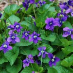 Violets (Viola reichenbachiana)
