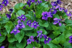 Violets (Viola reichenbachiana)