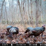 Wild turkeys