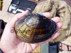 Bivalvia Unionidae (Lampsilis cardium)_mussel survey