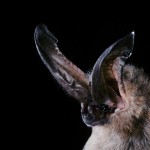 Ozark big-eared bat