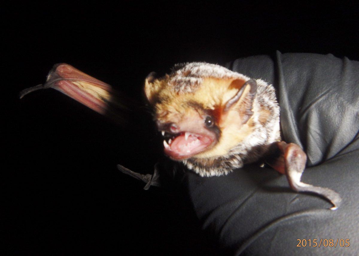 hoary bat EnviroScience EnviroScience