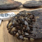 Invasive Zebra mussels attached to a Pink Heelsplitter mussel