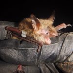 Northern Long-eared Bat