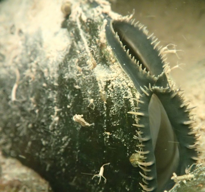 Endangered Mussel Surveys EnviroScience EnviroScience