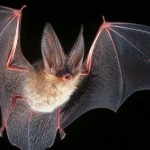 Virginia big-eared bat