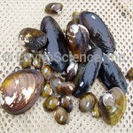 Live Tagged Mussels_Mussel Survey