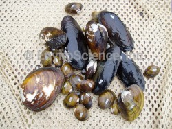 Live Tagged Mussels_Mussel Survey