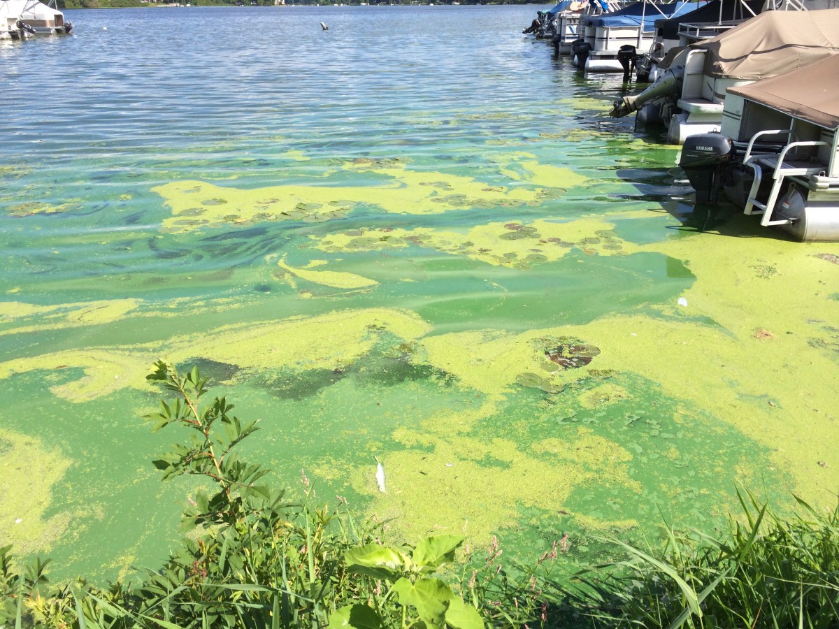harmful-algal-bloom-enviroscience-enviroscience