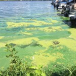 Harmful Algal Bloom