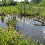 wetland