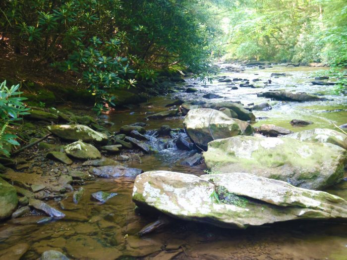 Endangered crayfish habitat