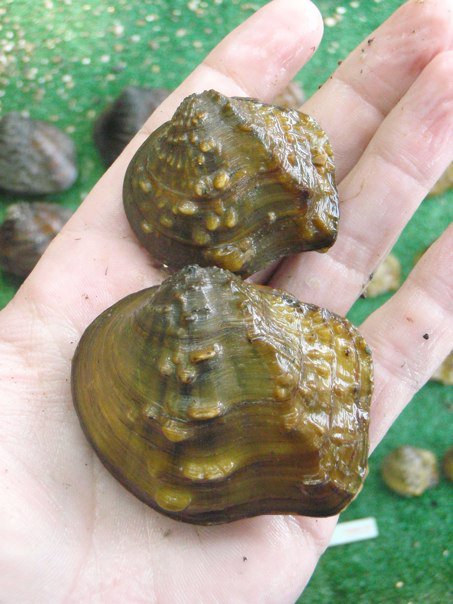 Mapleleaf Freshwater Mussel (Quadrula quadrula)