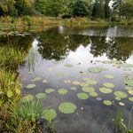 Living shoreline