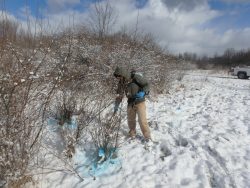 invasive species control