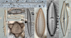 periphyton and macroinvertebrate analysis