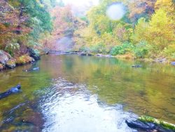 Freshwater Mussel Surveys in Abrams Creek