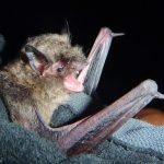 Indiana bat (Myotis sodalis)