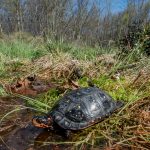 Spotted Turtle