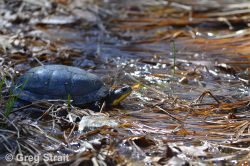 Blanding's Turtle