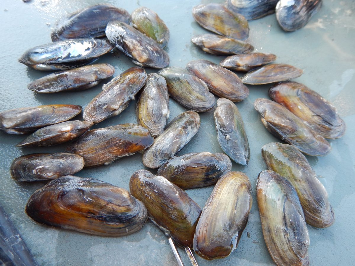 Texas Hornshell Freshwater Mussel Receives Federal Protection Under the
