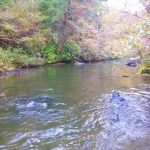 Abrams Creek Mussel Survey