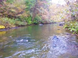 Abrams Creek Mussel Survey