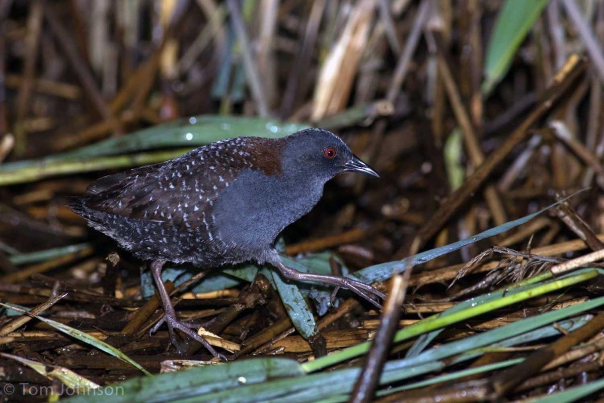 Endangered Rails USFWS Proposes to List the Eastern Black Rail as Threatened Under the ...