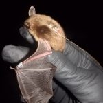 radio transmittered bat