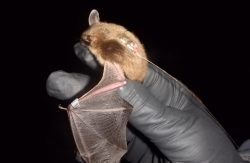 radio transmittered bat