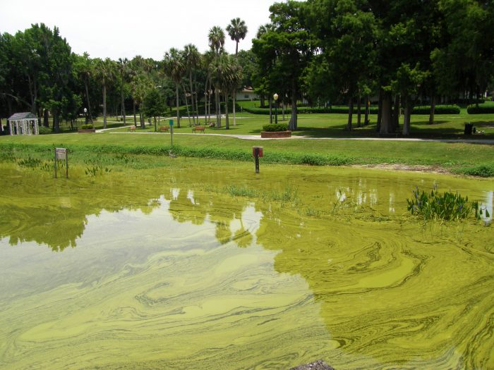 Cyanobacteria in Lake
