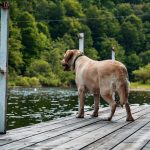 Dog near water