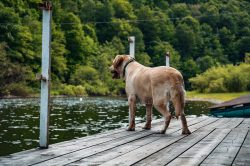 Dog near water