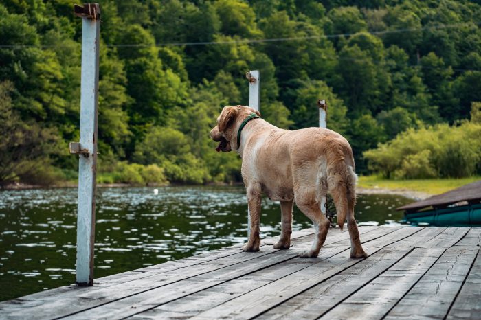 Dog on dock near water