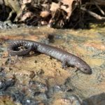 Streamside Salamander