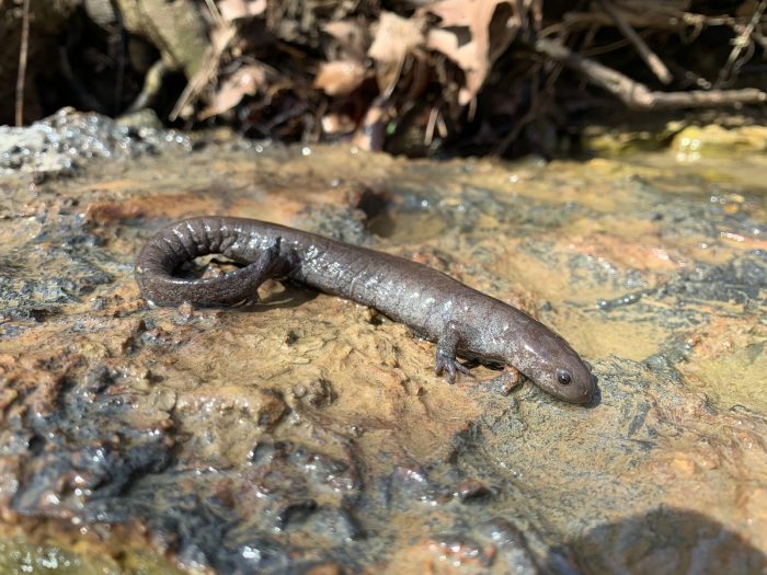 Streamside Salamander