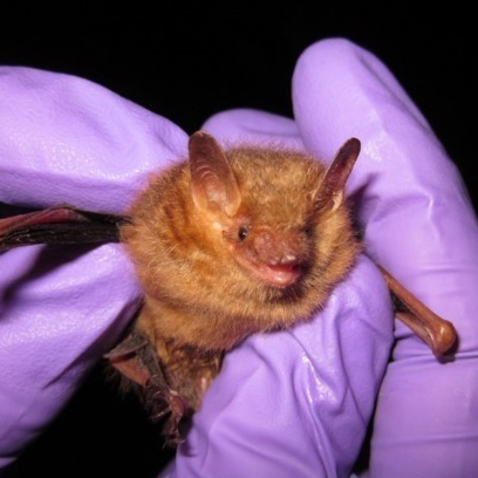 Endangered and Threatened Bat Survey Services EnviroScience