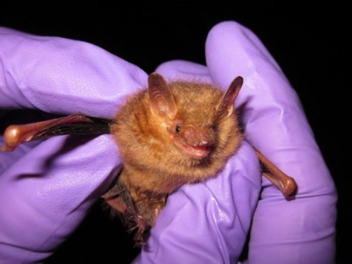 USFWS bat handling