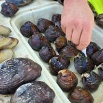 Mussels of Trinity River, Texas