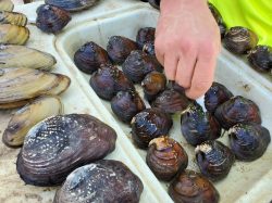 Mussels of Trinity River, Texas