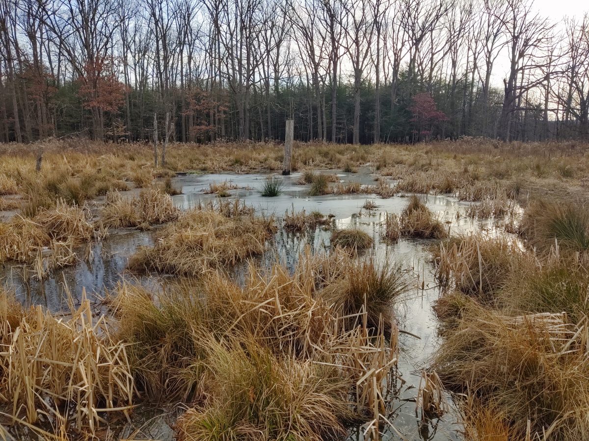 EnviroScience Awarded ODOT IRT Category 3 Wetland Mitigation Project ...